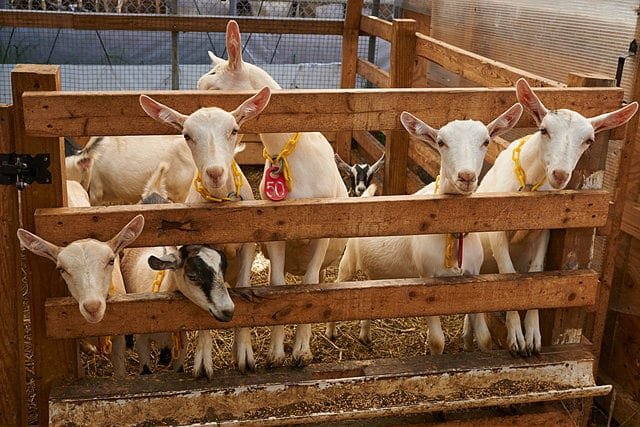 goats-in-a-goat-house-goat-farming-business