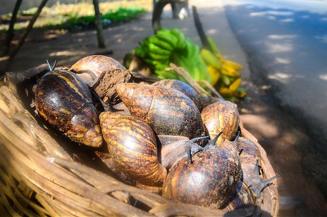 snails-for-sale-in-nigeria