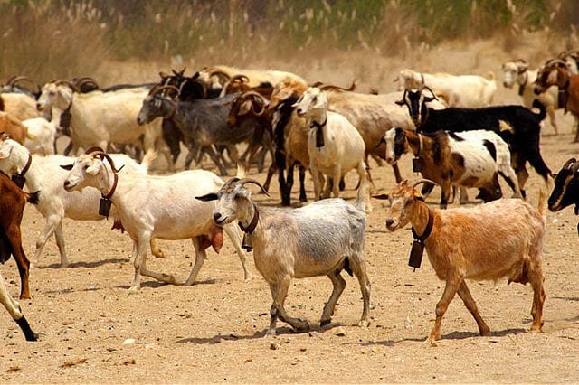 starting-a-goat-farming-business