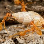 ants invade a snail farm and eats a snail