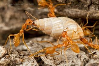 ants invade a snail farm and eats a snail
