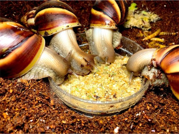 take out leftover snail food to get rid of ants and pest