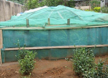 mosquito nets prevent ant invasion in snail farm