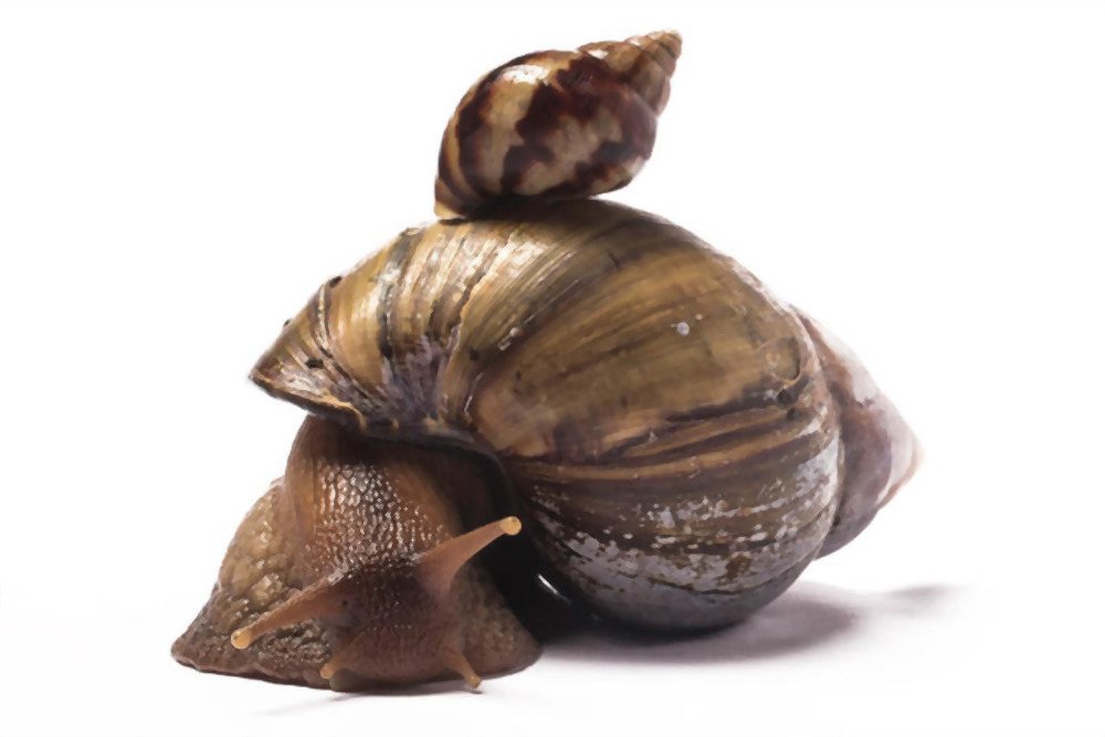 African-giant-snail-and-baby-snail