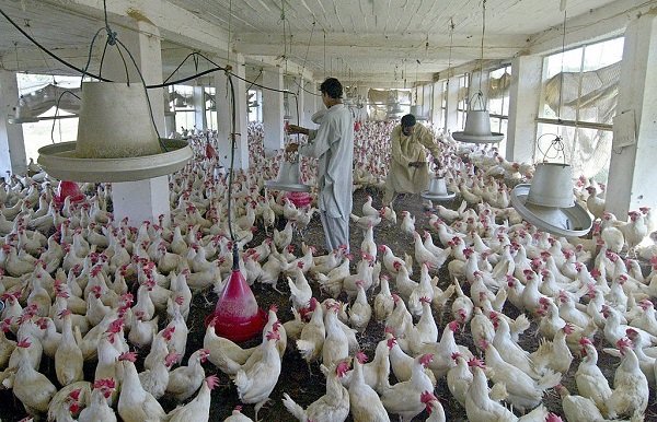 Overcrowded-poultry-farm