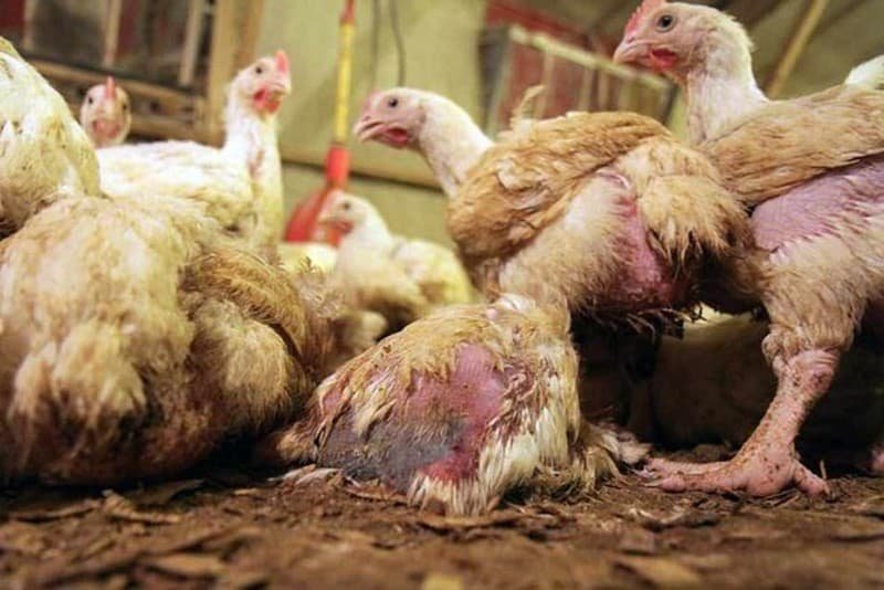 clean dirty poultry pens to reduce mortality