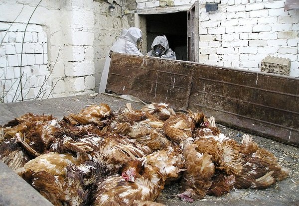 dead chickens caused by bird flu outbreak in poultry farm
