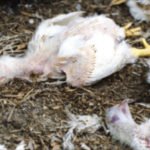 dead chickens in a poultry farm