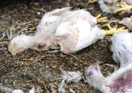 dead chickens in a poultry farm