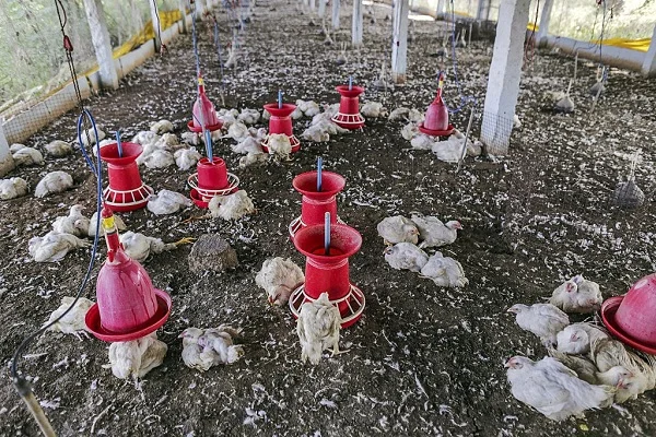 A clean litter-leads-to-low-poultry-mortality