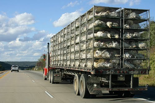 transporting-chickens-pickup-truck