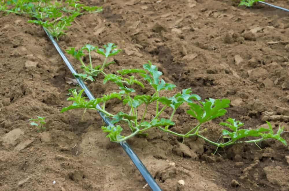 Guide-to-drip-irrigation-method-of-watermelon-cutivation