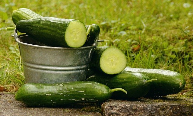 business plan on cucumber production