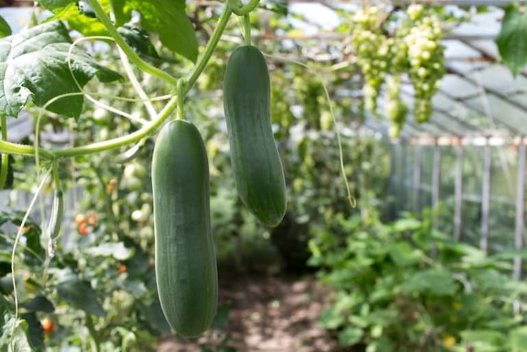 Top 11 Common Mistakes in Cucumber Farming You Should Avoid