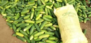 harvest-from-cucumber-farming-ready-for-the-market