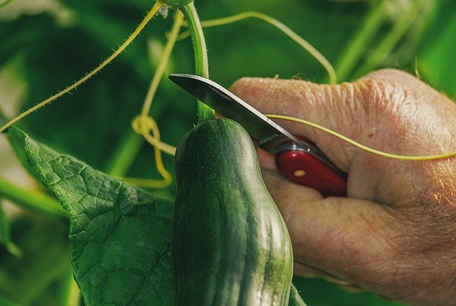 harvesting-of-cucumber-with-a-short-knife