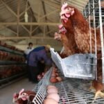 How-to-construct-a-standard-commercial-poultry-housing