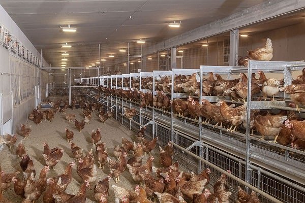 Multi-tier-poultry-housing-system-or-aviary
