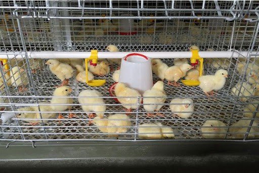 brooder-chick-battery-cage-system
