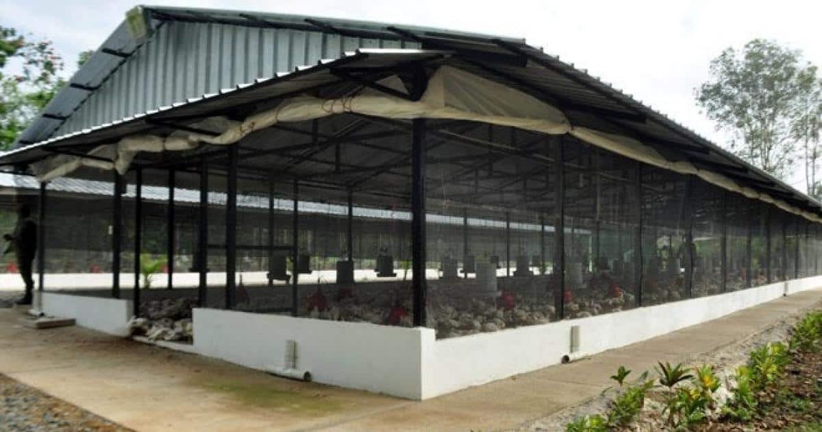 Commercial Poultry House (12 Most Important Features)