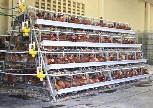 The Complete Guide to the Cage System of Layer Chicken Farming