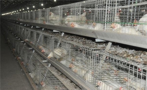 poultry battery cage for broiler farming