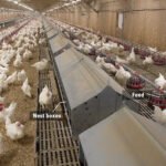 slat-or-slot-cum-litter-poultry-farming-house