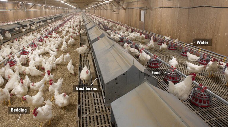 Types of Poultry Housing and Poultry Housing Systems