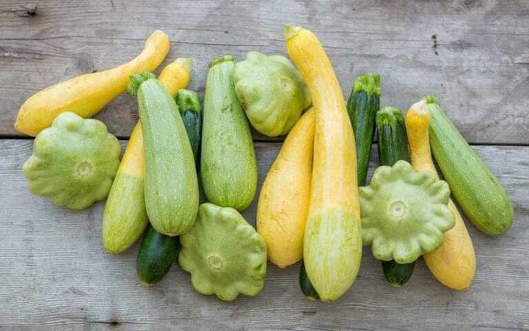How to Grow Squash Plant – The Complete Farming Guide
