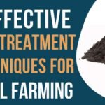 Effective soil treatment techniques snail farming