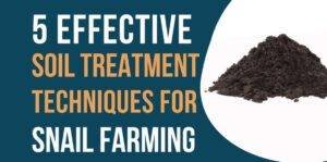 Effective soil treatment techniques snail farming