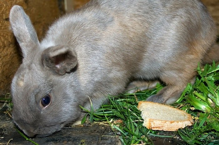rabbit-feeding-on-fresh-hay