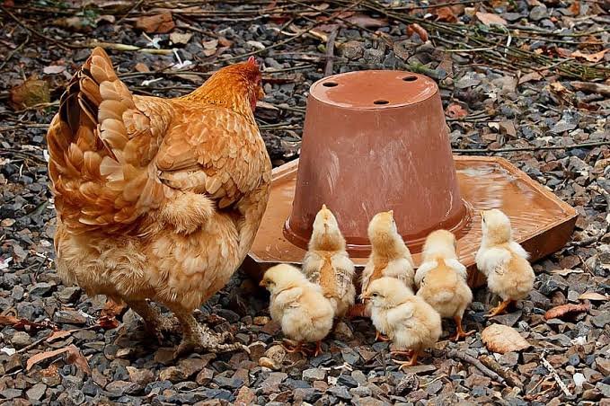 How to take care of chickens 
