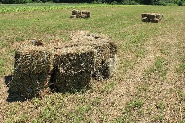 a-food-goats-eat-is-alfalfa-hay