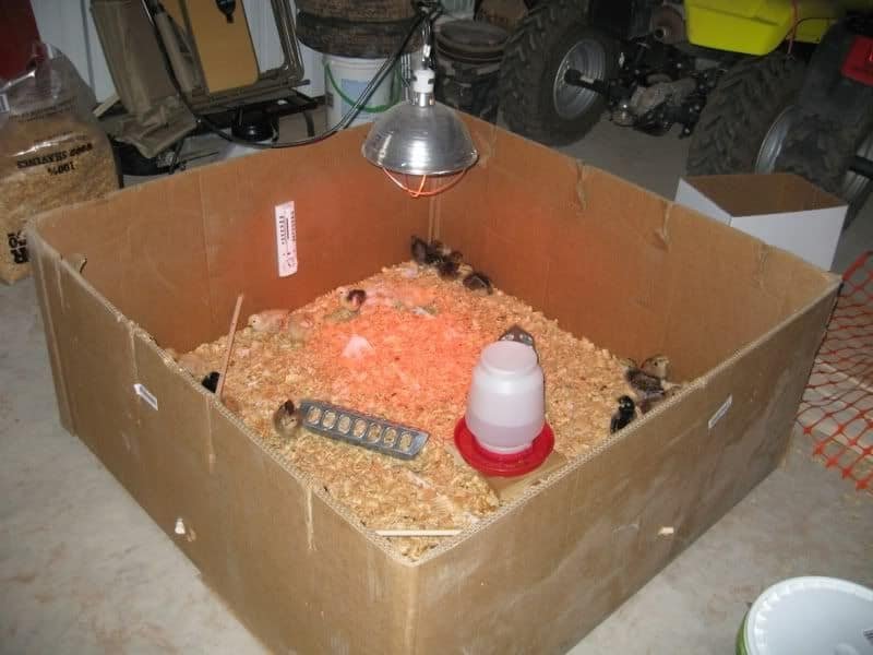 chicken-brooder-with-overhead-heating-lamp