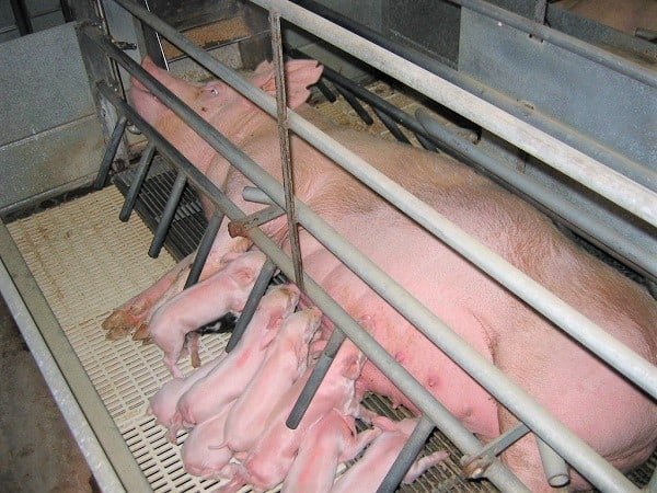 farrowing-crate-pig-farming-equipment