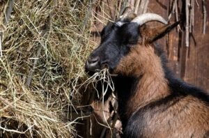 list of food goats eat