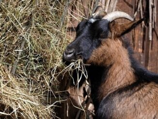 list of food goats eat