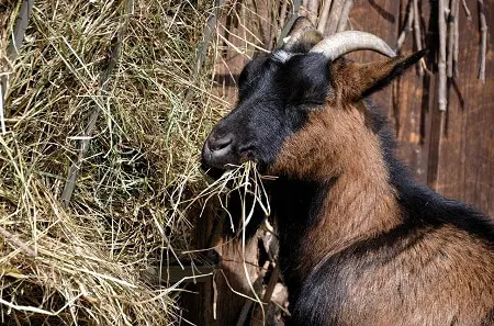 What Food Do Goats Eat? [List of Different Foods for Goats