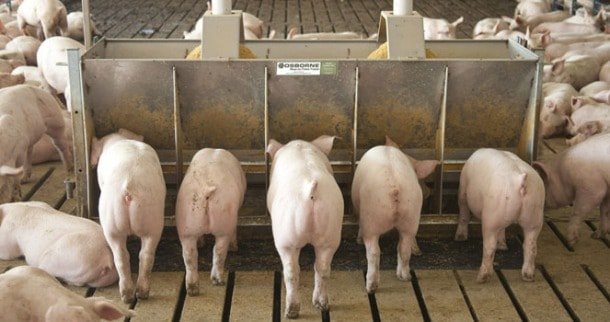 swine-feeding-equipment
