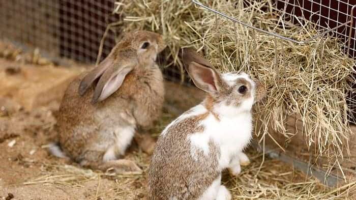 two-rabbits-eating-dry-hay-as-food