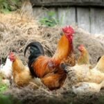 types of poultry breeds