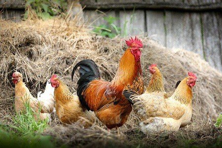 types of poultry breeds
