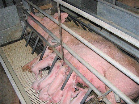 What Is The Best Equipment For Pig Farming?