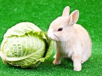 what do rabbits it. Can-rabbits-eat-cabbage
