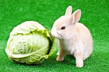 What Food do Rabbits Eat? [List of Healthy Foods for Rabbits]