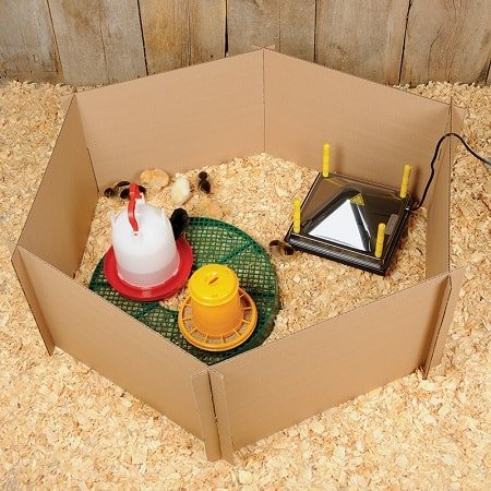 What is a Chicken Brooder and How to Build a Cheap one
