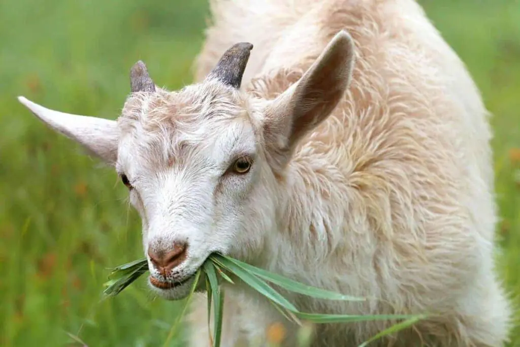 white-goat-eating-grass-in-daytime