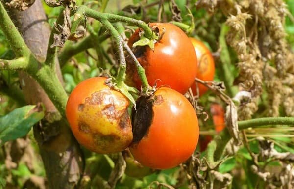 fusarium wilt disease affecting a tomato farm