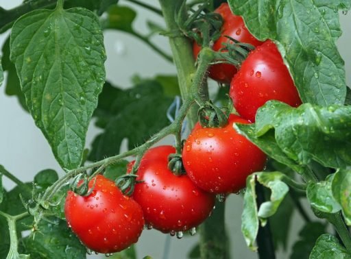 growing-tomatoes-successfully-step-by-step